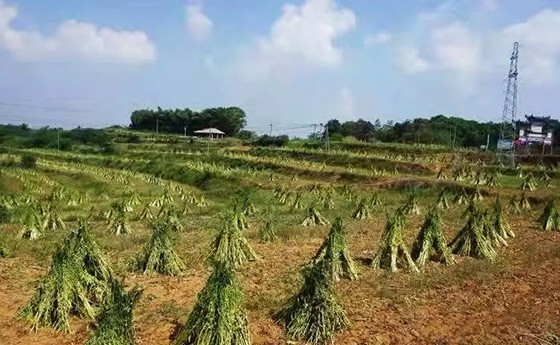 贛鄱正品！瑞昌“天興”品牌獲認(rèn)證