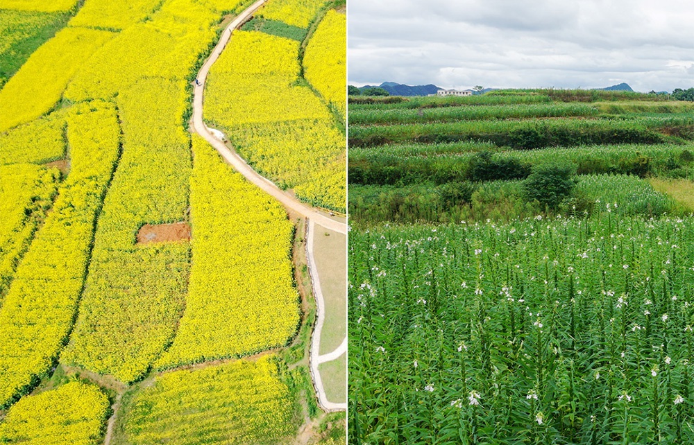 1664442832424293.jpg 3.jpg