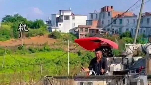 武蛟黑芝麻種植基地，首次機收芝麻。